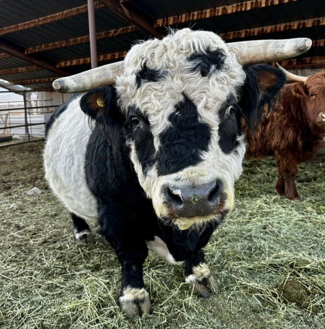 Panda Bull