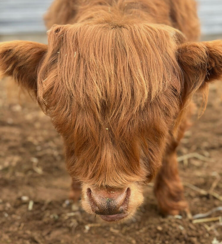 Aftons 2025 Heifer