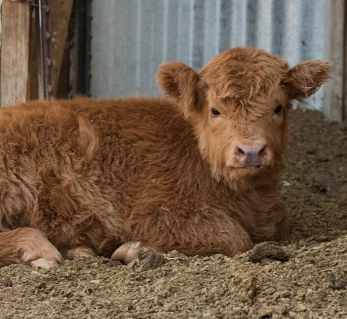 Aftons 2025 Heifer